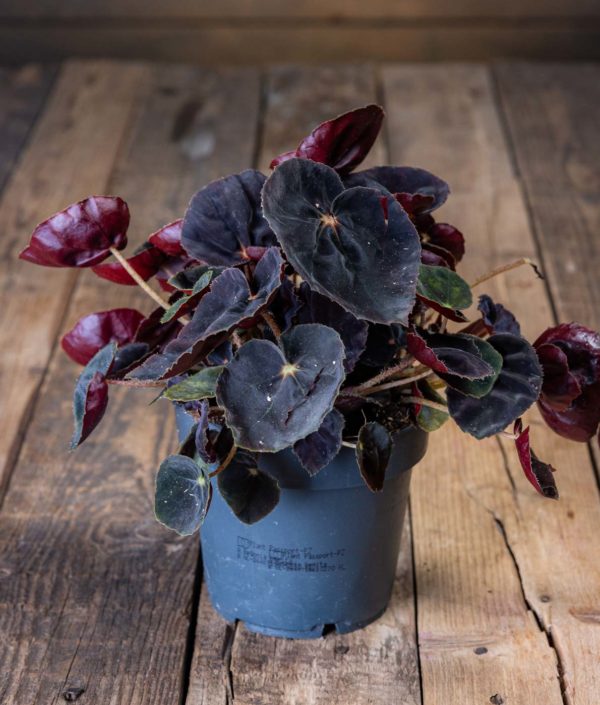 Begonia