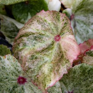 begonia