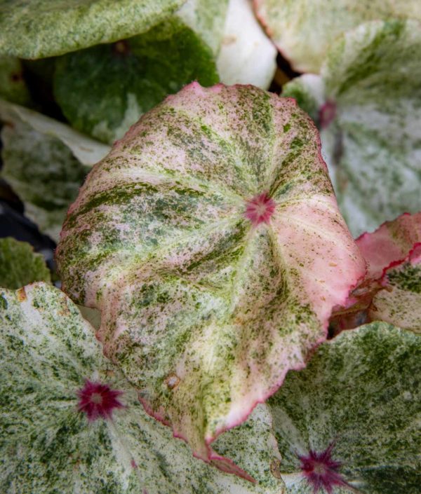 begonia