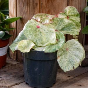 begonia