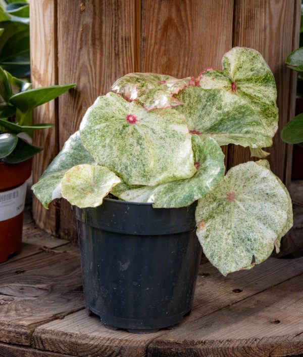 begonia
