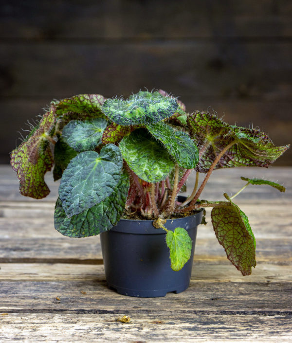 Begonia Sizemoreae