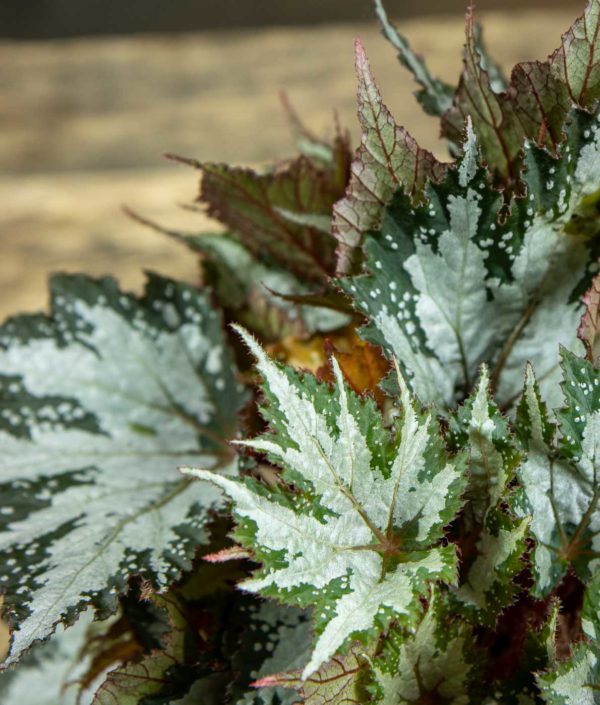 Begonia Sumatra Green - Image 2