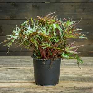 erikois begonia ruukussa