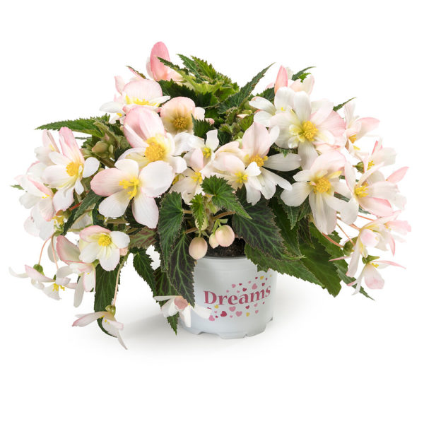Begonia Waterfall® Angel Soft Pink Pikkutaimi