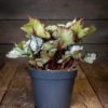 Begonia