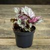 Begonia merengue ruukussa