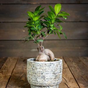 Varjoviikuna Ginseng