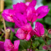 Ihmepensas Säleikössä eli Bougainvillea
