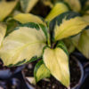 maija yellow miracle