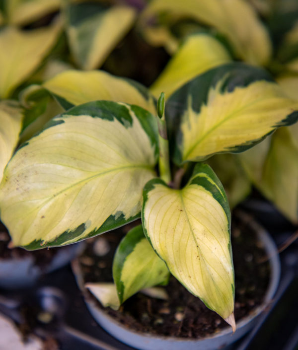 maija yellow miracle
