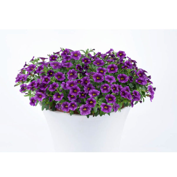 Pikkupetunia Colibri Purple Lace℗ Pikkutaimi