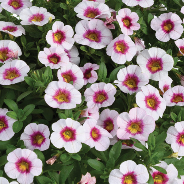 Pikkupetunia Eyeconic Cherry Blossom℗ Pikkutaimi