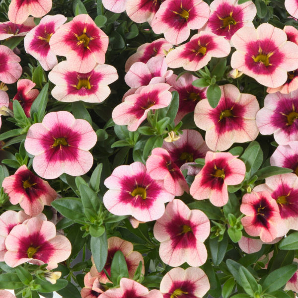 Pikkupetunia Eyeconic Strawberry℗ Pikkutaimi