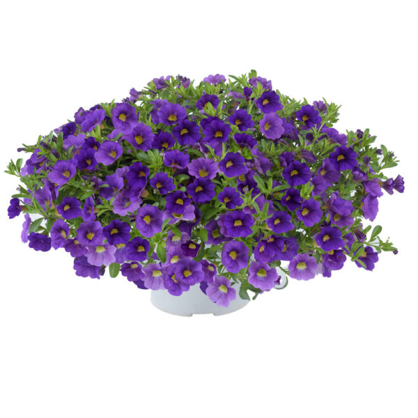 violetti pikkupetunia