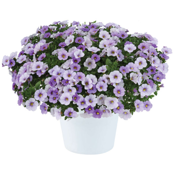 Pikkupetunia Ombre Blue℗ Pikkutaimi