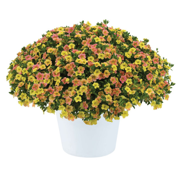Pikkupetunia Ombre Yellow℗ Pikkutaimi