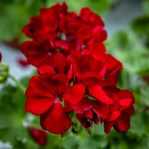 tummanpunainen pelargoni