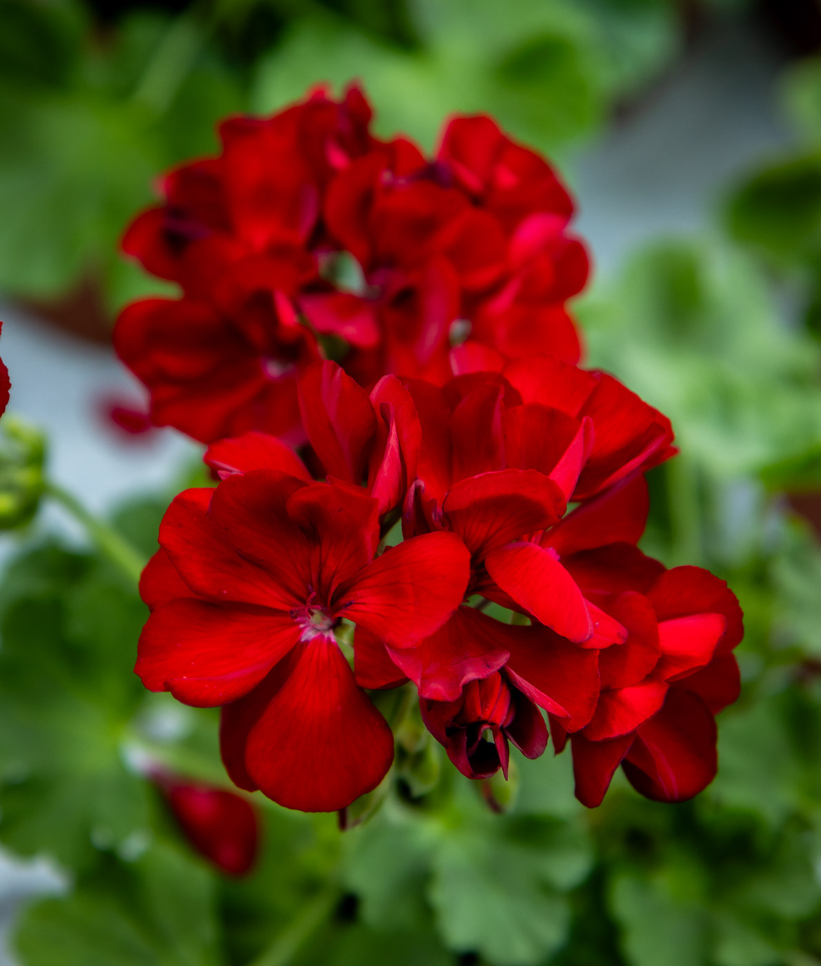 tummanpunainen pelargoni