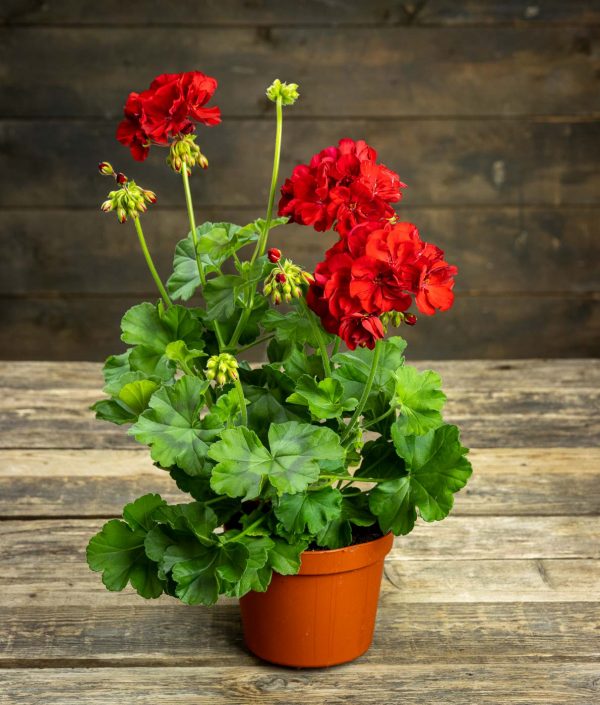 Calliope-pelargoni