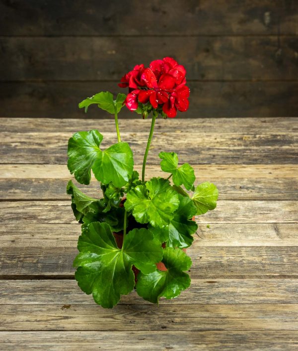 Calliope-pelargoni - Image 2