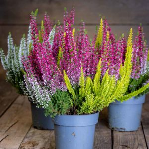 Calluna