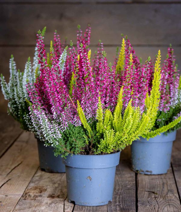 Calluna