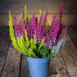Calluna