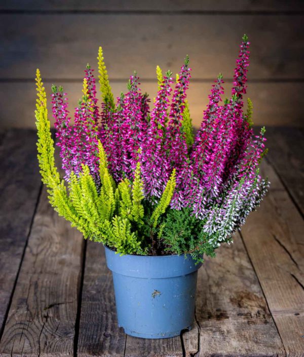 Calluna