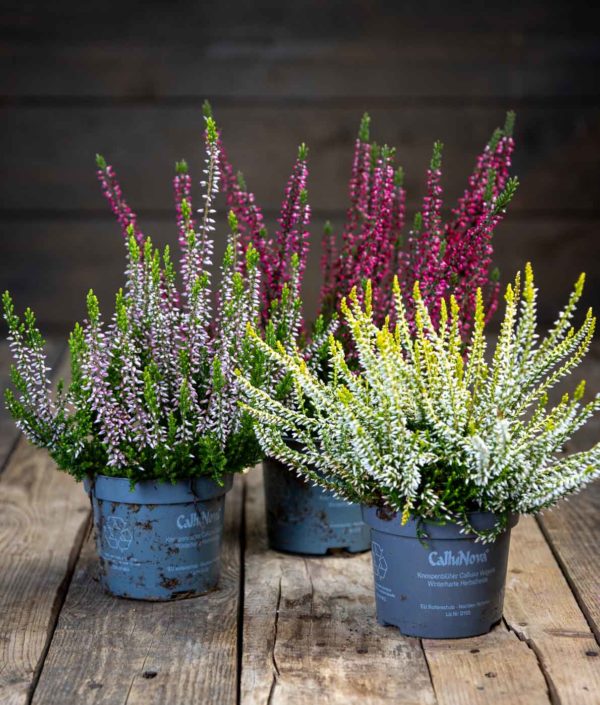 Calluna