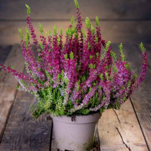 calluna kanerva