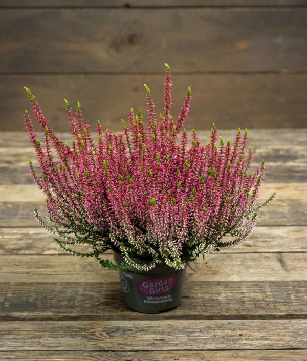 Calluna Garden Girls R11 - Image 3