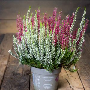 calluna kanerva
