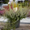 Calluna