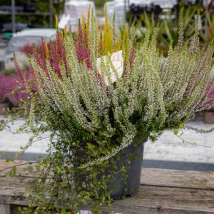 Calluna