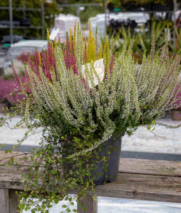 Calluna