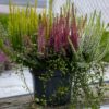 Calluna