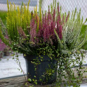 Calluna