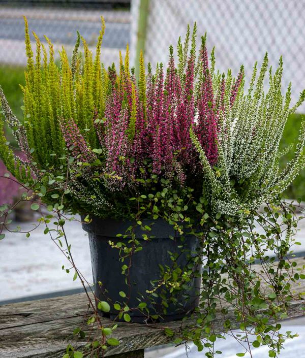 Calluna