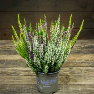 monivärinen calluna kanerva