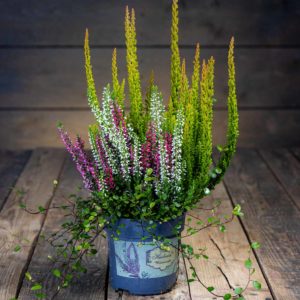 calluna kanerva ja lankaköynnös