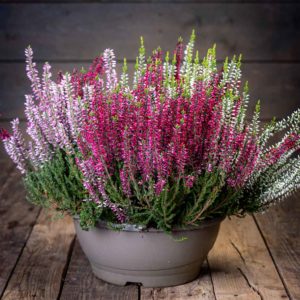 calluna kanerva vati