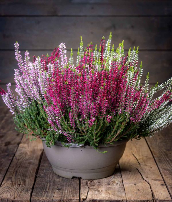 calluna kanerva vati