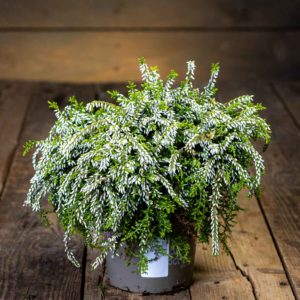 calluna kanerva valkoinen