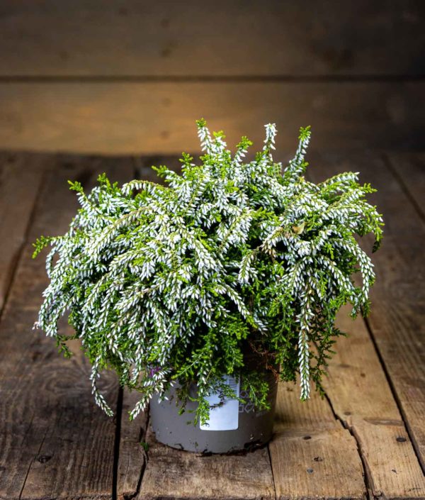 calluna kanerva valkoinen