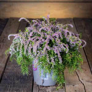 calluna kanerva