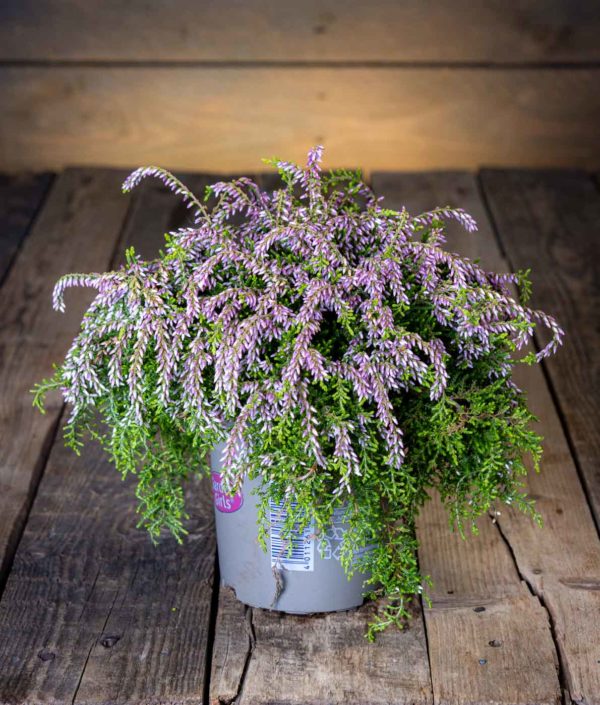 calluna kanerva