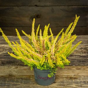 keltainen calluna kanerva