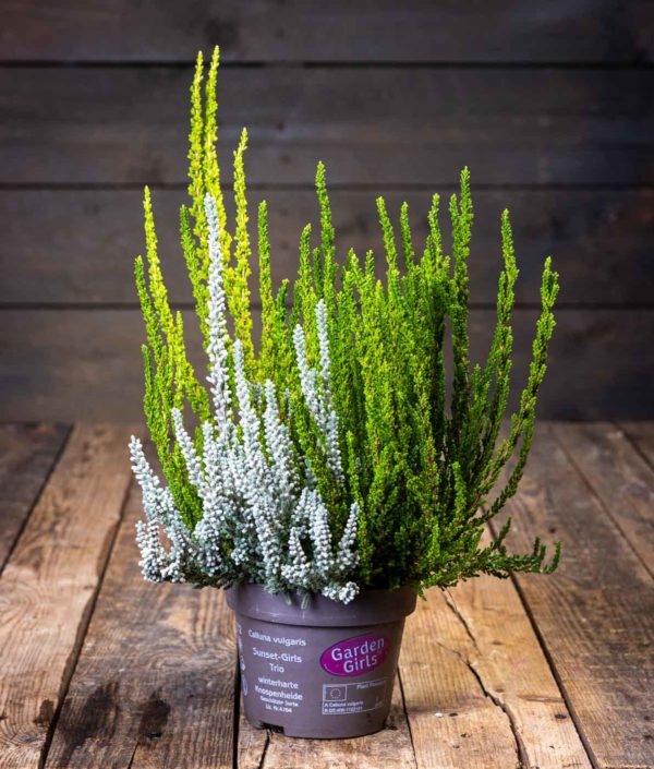 Calluna