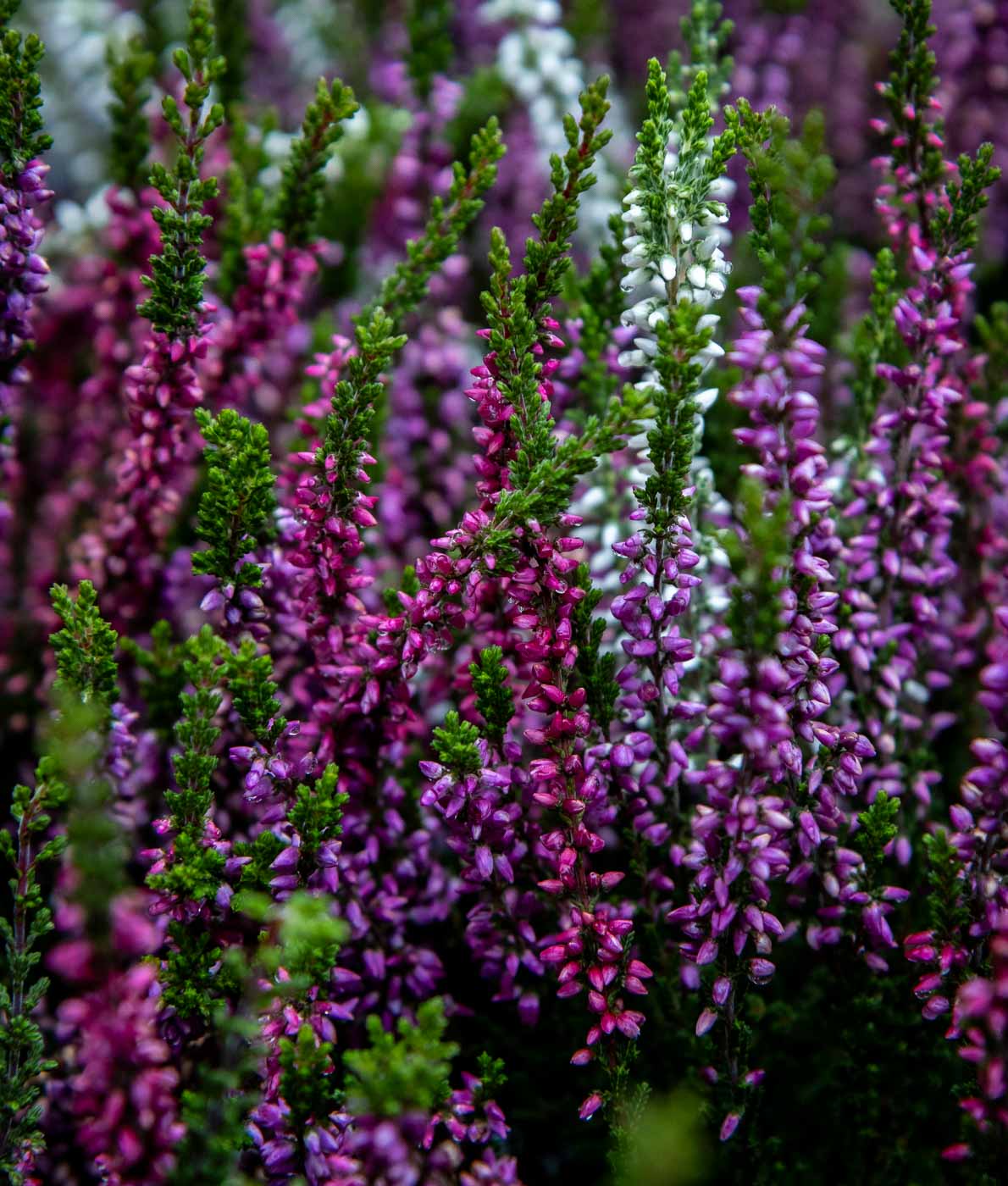Calluna Trio Girls